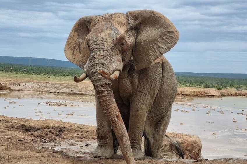 Addo National park and Kragga Kamma Pvt Game reserve