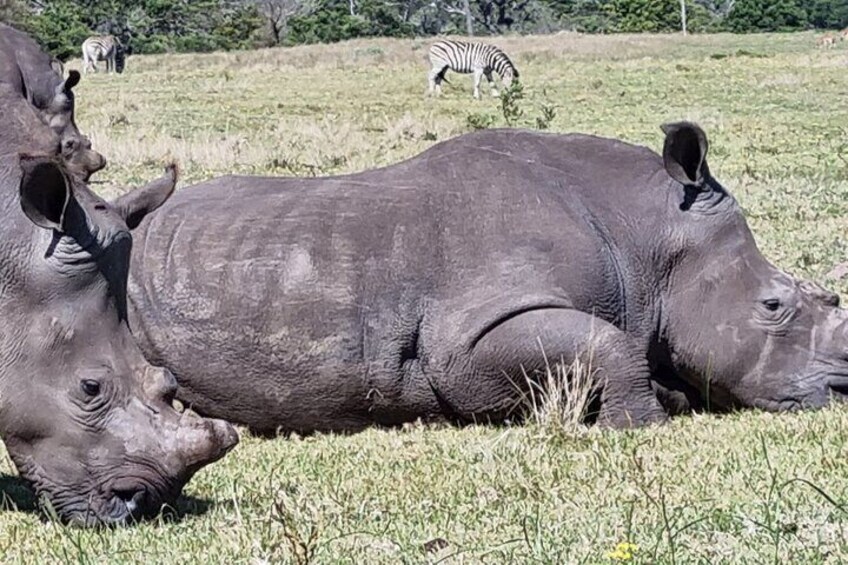 Addo National park and Kragga Kamma Pvt Game reserve