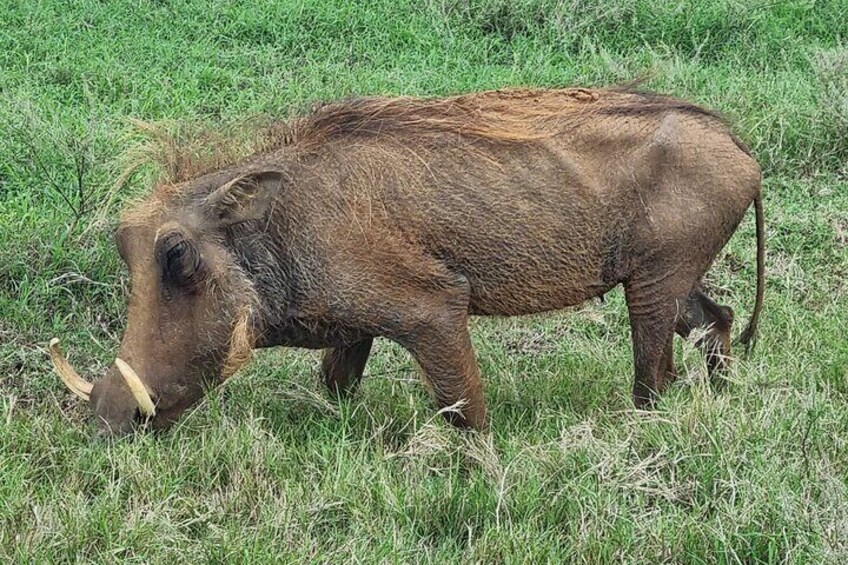 Addo National park and Kragga Kamma Pvt Game reserve