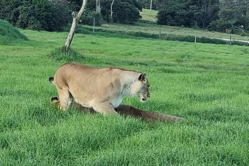 Addo National park and Kragga Kamma Pvt Game reserve