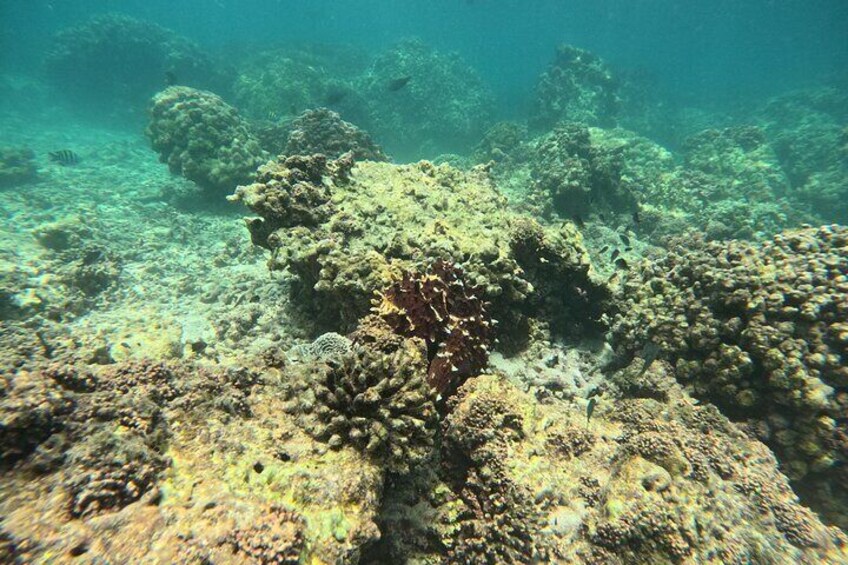 Sharing Daymaniyat Island Half Day Snorkeling