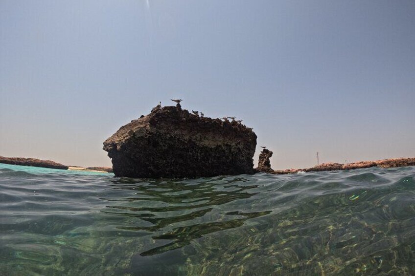 Sharing Daymaniyat Island Half Day Snorkeling