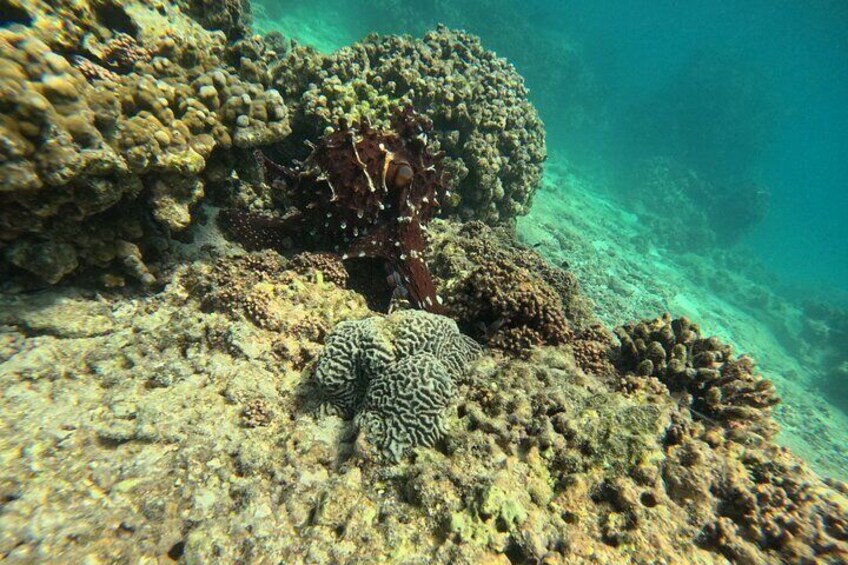 Sharing Daymaniyat Island Half Day Snorkeling