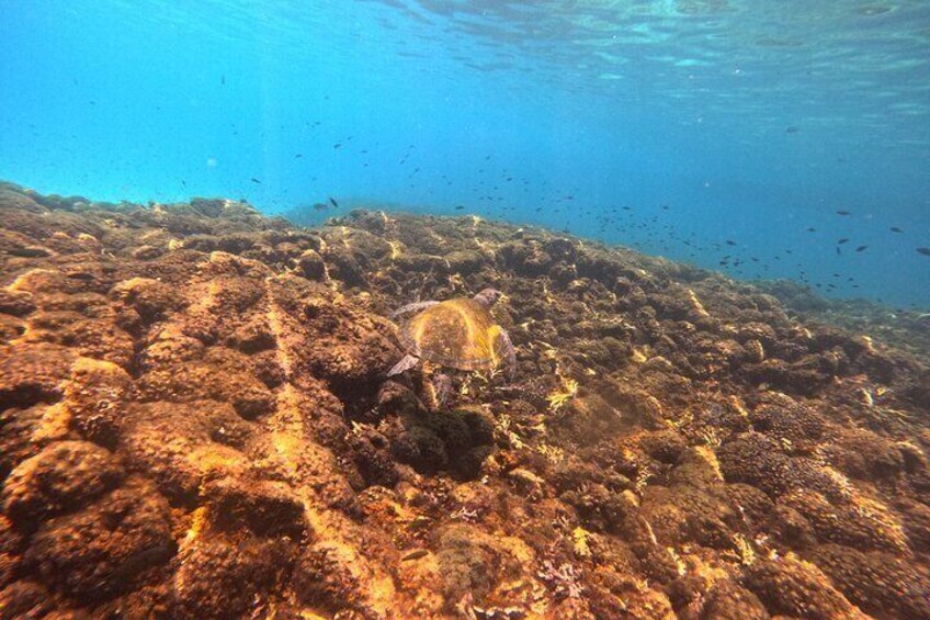 Sharing Daymaniyat Island Half Day Snorkeling