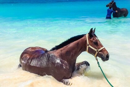 Carlisle Bay Swimming Horses Breakfast and Beach Day