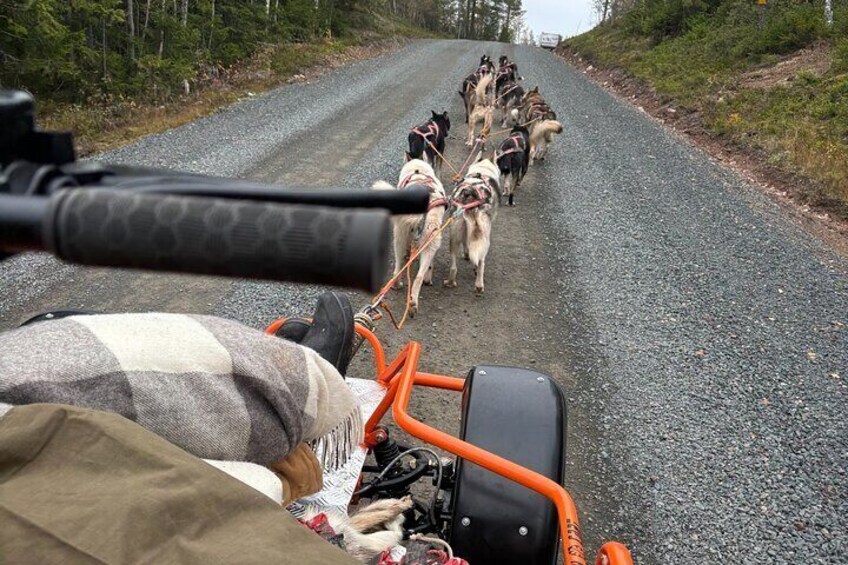 Lindvallen Sweden Shared Dog Cart Experience