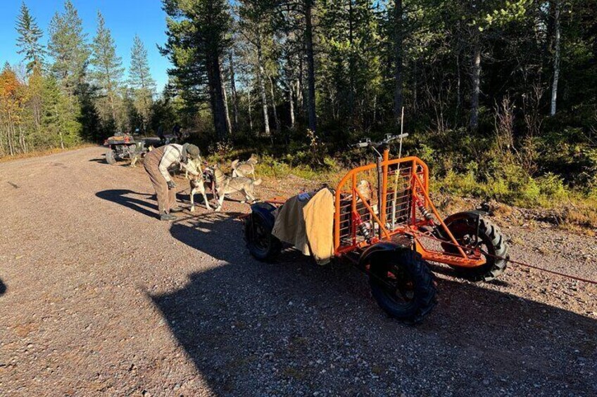 Lindvallen Sweden Shared Dog Cart Experience