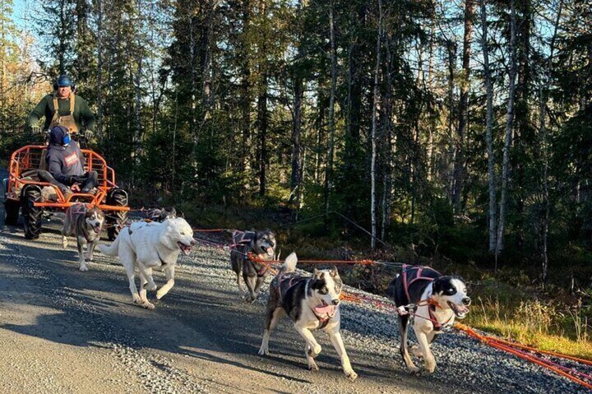 Lindvallen Sweden Shared Dog Cart Experience