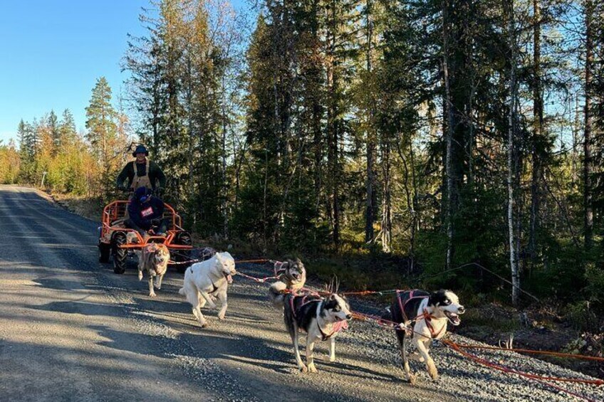 Lindvallen Sweden Shared Dog Cart Experience