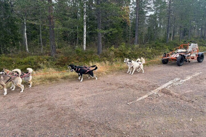 Lindvallen Sweden Shared Dog Cart Experience
