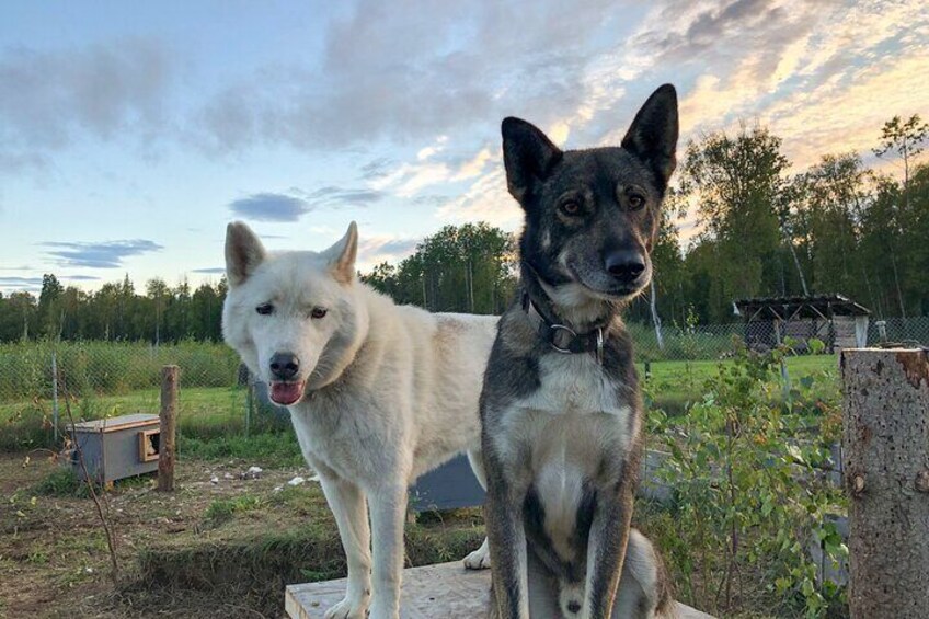 Walking Tour with Sled Dogs