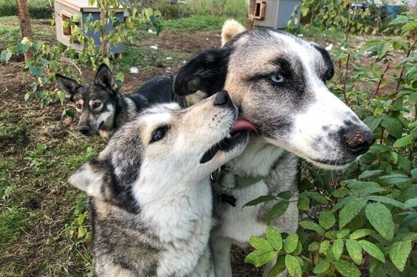 Walking Tour with Sled Dogs