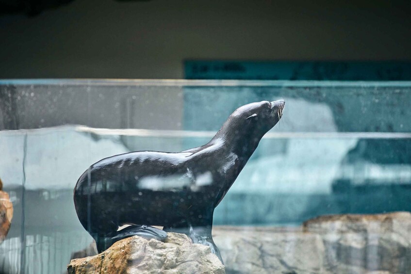 Picture 5 for Activity Kyoto Aquarium Admission Ticket