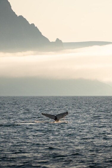 Picture 3 for Activity Ísafjörður: Westfjords Whale Watching Boat Tour