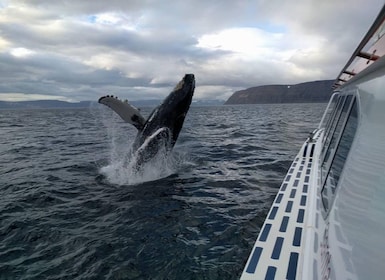 Ísafjörður: Westfjords Whale Watching Boat Tour
