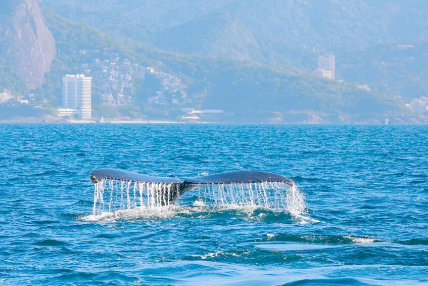 Picture 1 for Activity Whale Watching: Private Boat Adventure