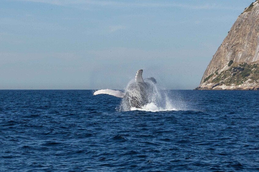Picture 3 for Activity Whale Watching: Private Boat Adventure
