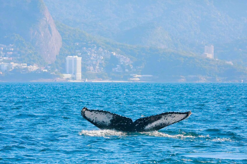 Whale Watching: Private Boat Adventure