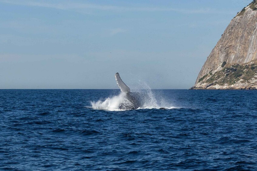 Picture 2 for Activity Whale Watching: Private Boat Adventure