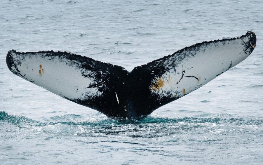 Picture 2 for Activity Ísafjörður: Midnight Whale Watching Tour with Hydrophone