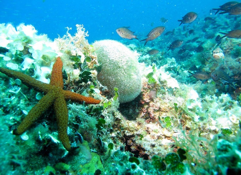 Picture 1 for Activity Villefranche-sur-Mer: Experience an introduction to scuba diving
