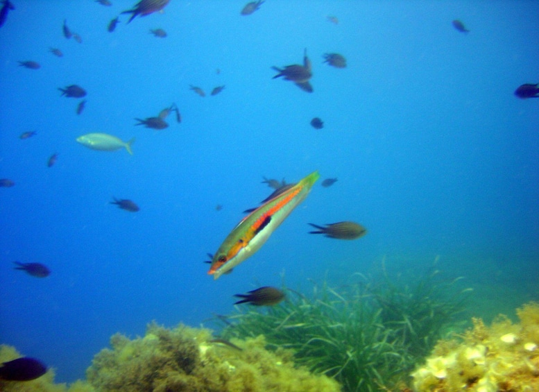 Picture 2 for Activity Villefranche-sur-Mer: Experience an introduction to scuba diving