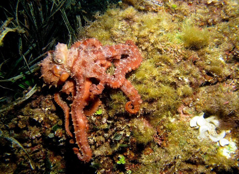 Picture 8 for Activity Villefranche-sur-Mer: guided snorkeling to discover the aquatic world