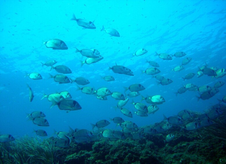 Picture 7 for Activity Villefranche-sur-Mer: guided snorkeling to discover the aquatic world