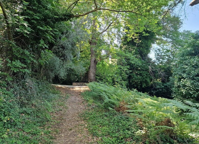 Picture 7 for Activity Lefkada: Path of Springs Hike with Olive Oil Tasting