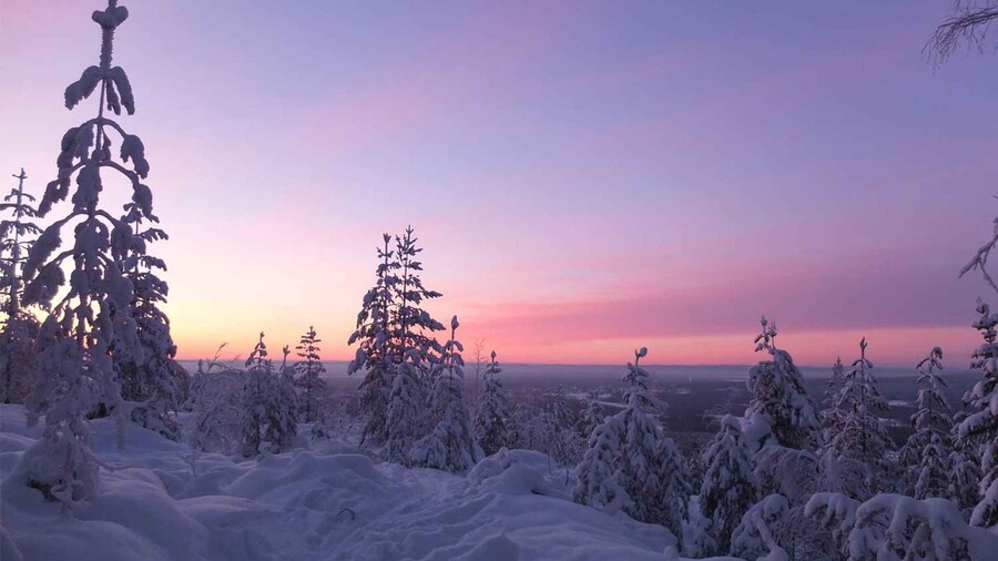 Luleå: snowshoeing in pristine nature with an expert guide!