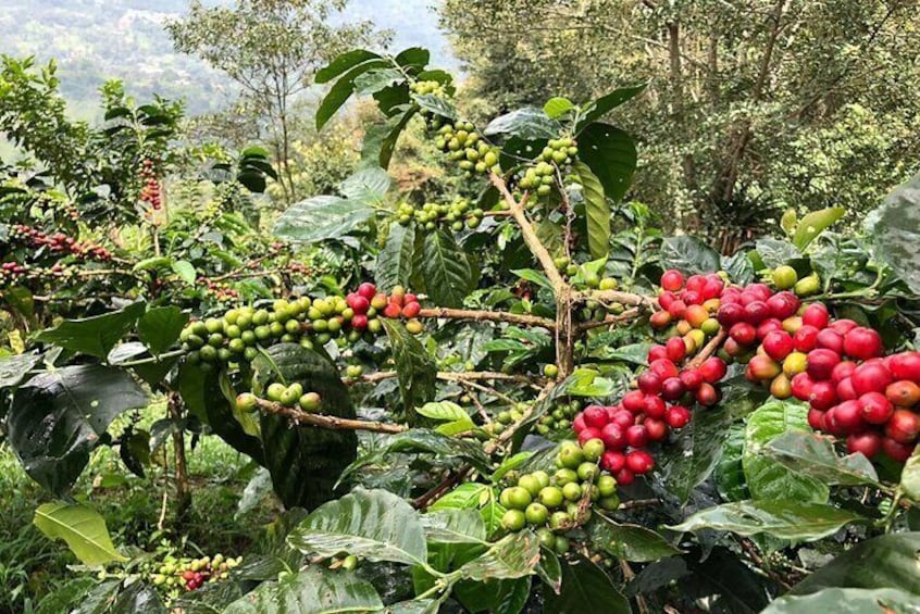 Cocora Valley and Coffee Farm Day Tour
