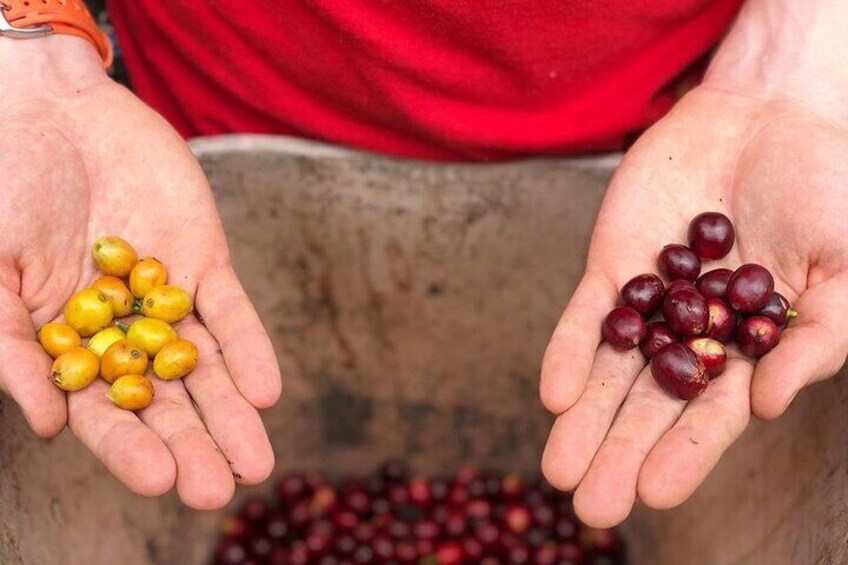 Cocora Valley and Coffee Farm Day Tour