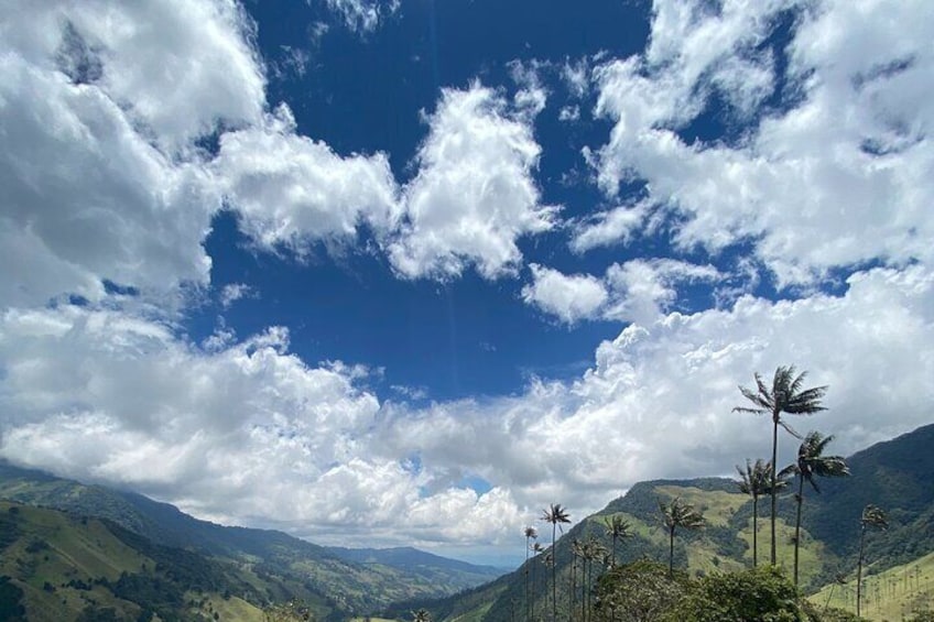 Cocora Valley and Coffee Farm Day Tour