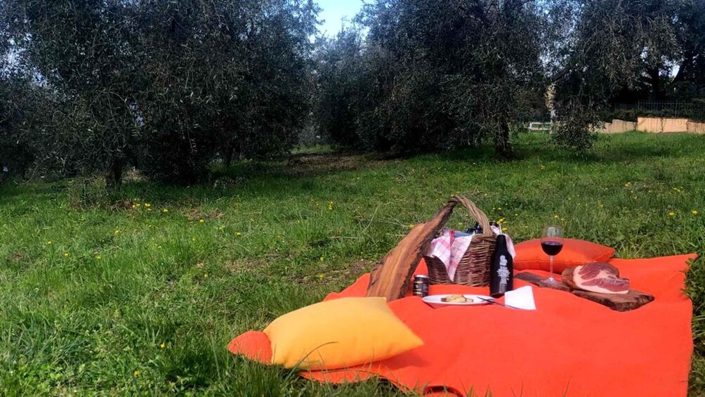Picture 2 for Activity Maremma: oil and wine tasting with dinner