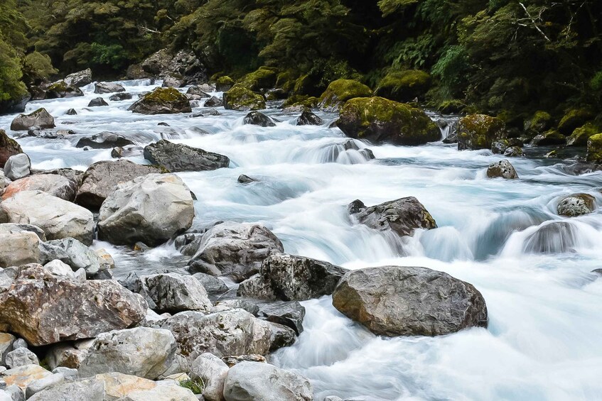 Picture 3 for Activity Guided Private Milford Sound Day Tour from Te Anau(Cruise In