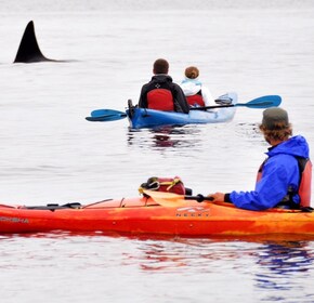 Orcas Island: Wildlife Spotting Kayak Tour