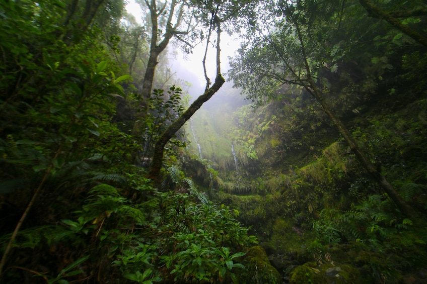 Guided Nature Hike (Full Day) - Queimadas / Caldeirão Verde