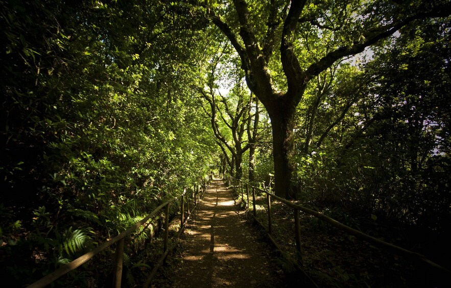 Guided Nature Hike (Full Day) - Queimadas / Caldeirão Verde