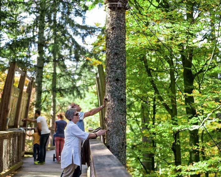Picture 4 for Activity Bavarian Forest: Treetop Walk & Egg Tower Experience