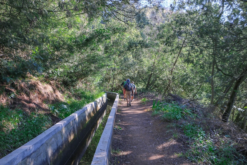 Guided Nature Hike (Half Day) - Levada do Norte