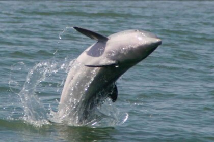 Folly Beach: Afternoon Dolphin Boat Tour to Morris Island