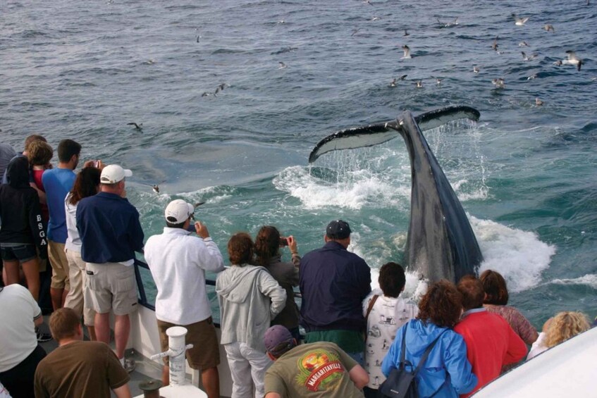 Picture 5 for Activity Plymouth: Whale Watching Cruise