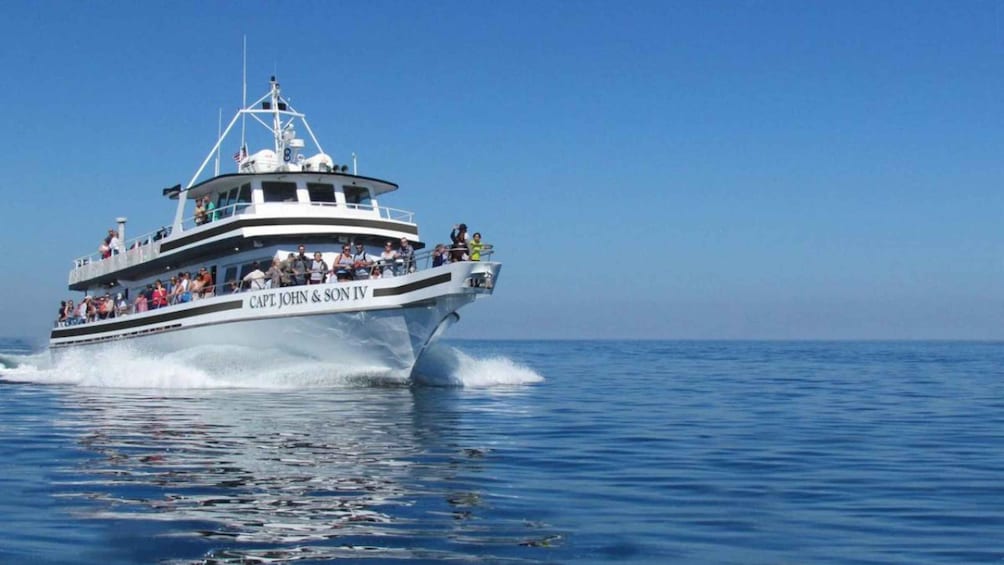Plymouth: Whale Watching Cruise