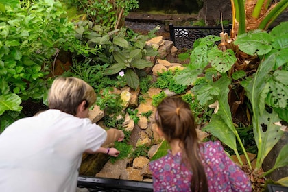 West Berkshire,UK: The Living Rainforest Centre Entry Ticket