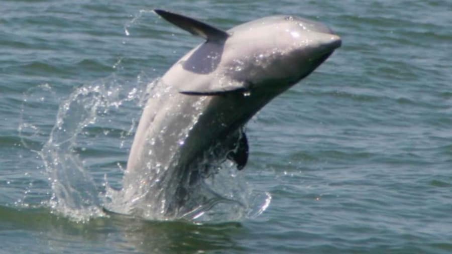 Folly Beach: Morning Dolphin Boat Trip to Morris Island