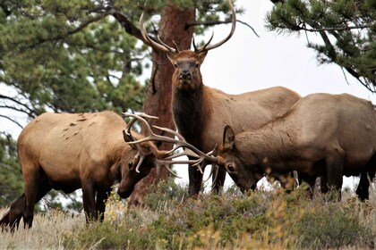 Rocky Mountain National Park: Private Hike to Emerald Lake