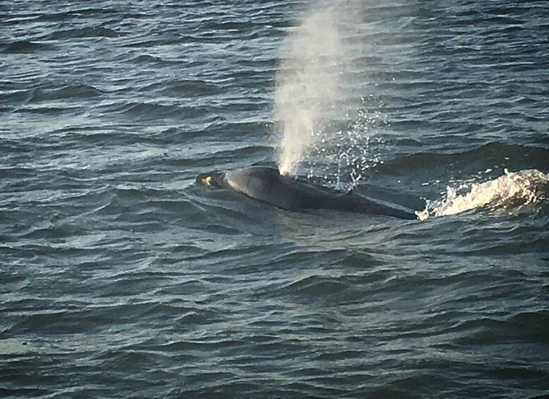 Picture 4 for Activity Folly Beach: Sunset Dolphin Boat Tour to Morris Island