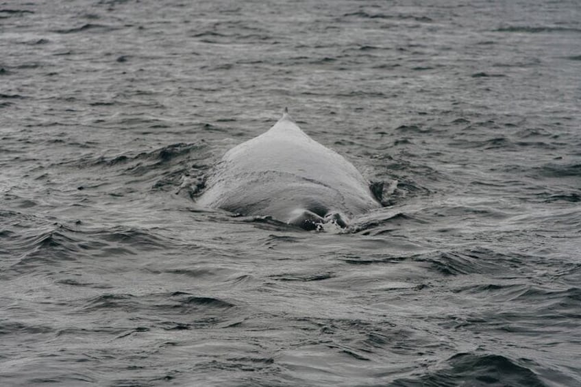 3.5 Hour Whale Tour in Juneau Alaska...skip the crowds with us!