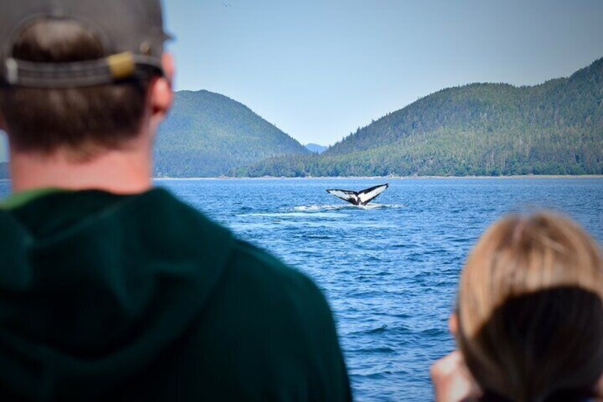 3.5 Hour Whale Tour in Juneau Alaska...skip the crowds with us! 