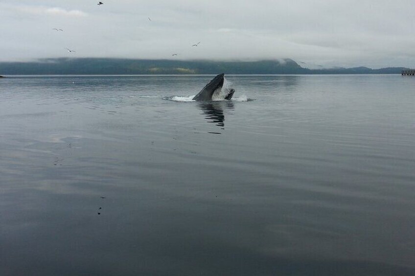 3 Hours Private Whale Tour in Juneau Alaska